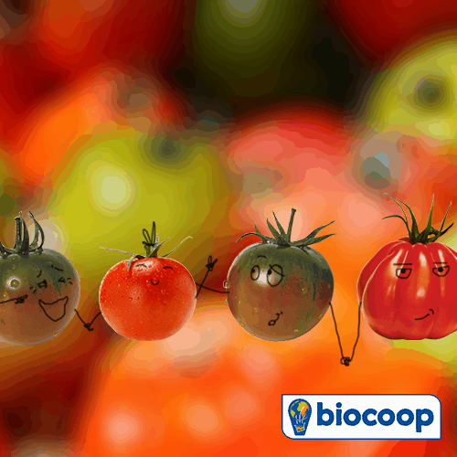 En ce moment, c'est la tomate ! En ce moment, c'est la tomate !